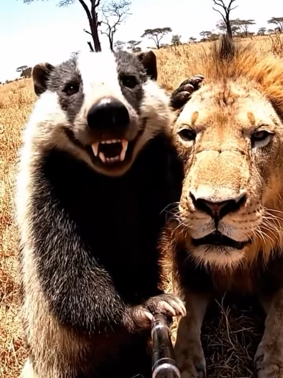 #عسيلة #غرير العسل #fyppppppppppppppppppppppp 