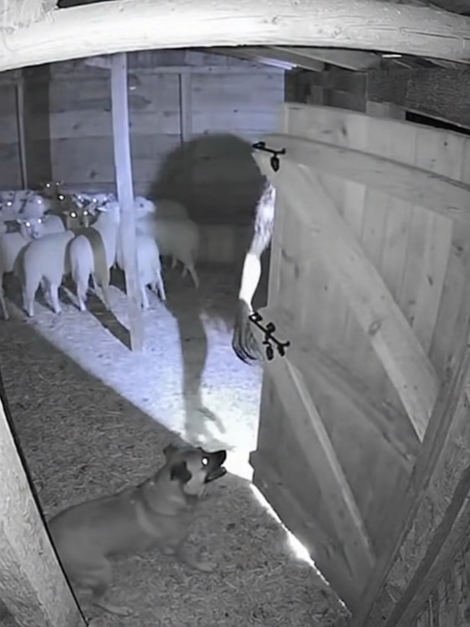 You can see the rage when it notices the camera. 😱 #cctv #scary #creepy #skinwalker #fyp 