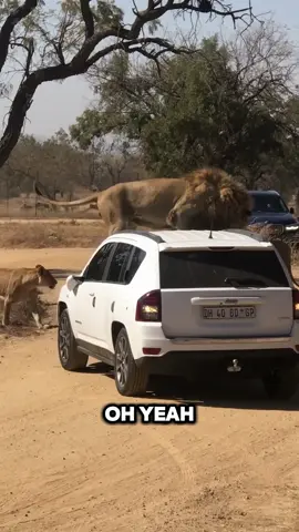 Three full-grown lions completely surround a car — and one decides to climb on top. This shows how fearless and powerful these animals really are. #Lions #WildlifeEncounter #Safari #AnimalBehavior #BigCats #NatureClips #WildlifeFacts #AfricanSavanna #CloseCall #AnimalPlanet