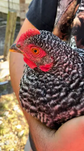 Happy Talking Chicken#fyp #fypシ #fypシ゚viral 