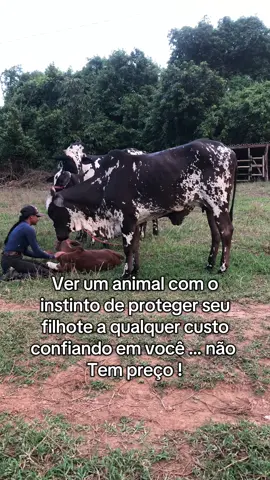 🥹😍🙌🏻 #nelorepintado #nelore #nelorebrasil #fazendaoficial 