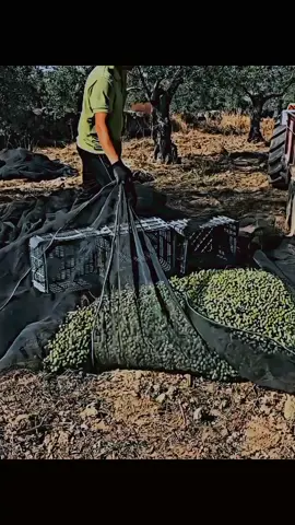 This Italian guy has a better way of making things easier..#Intelligence #puzzle#fyp#foryoupage#viral 