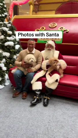 The puppies got to see Santa Paws 🐾 #christmas #christmasphotoshoot #holidays #dog #dogmom 