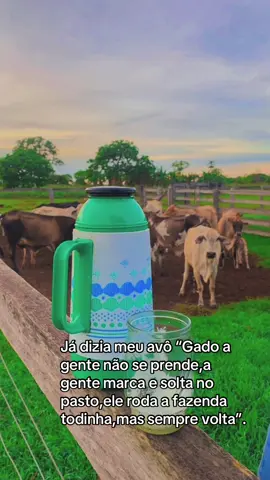 #fyppppppppppppppppppppppp #foryoupage #viralvideos #mato #gado 