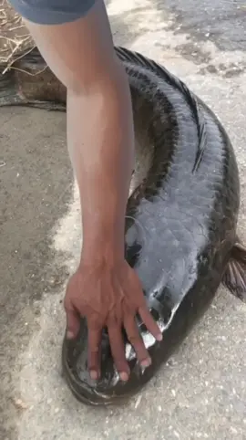 nak candat sutong air keroh dah.. cari ruan plok rrr... lame x jenguk ruan #creditstotheowner  #aivideo 