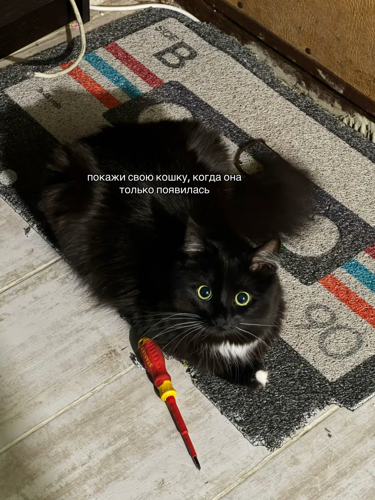 #буся #минибро #милыекотята 