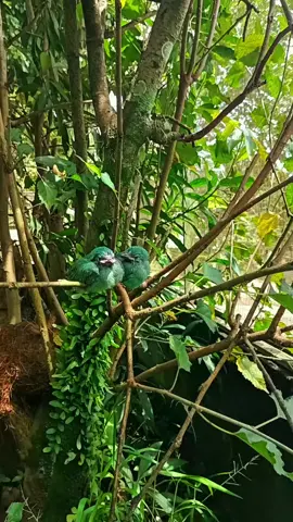 momen indah di ranuaviary ijojantan meloloh anaknya #perkawinansilang #aviarymini #bird #ternak #ijoranting 
