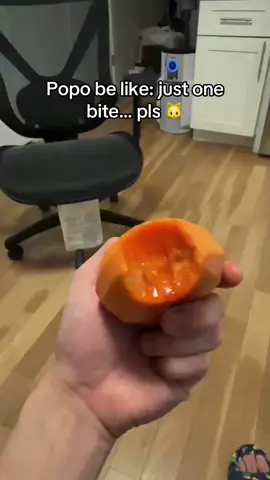 #cattok #catsoftiktok #catlover #funnyanimals #funnycat 