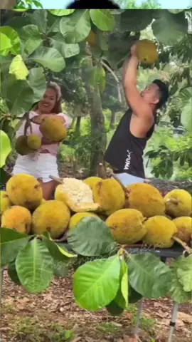 olha que jacas lindas bem docinhas eu gosto muito é você também gosta de jaca🍊🍊🍊