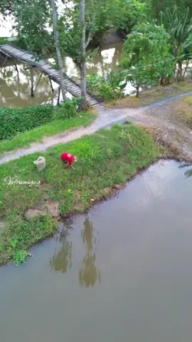 Chiều quê #cảnhđẹpthiênnhiên #votruongag #mientayquetoi #canhqueyenbinh 