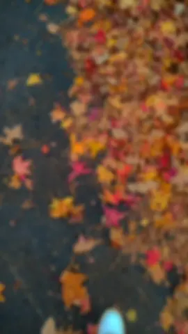 جمال الورق ـــــــــــتصويري 😍 🍂🍁🍁🍂