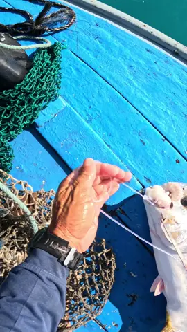 ESPINHEL DOS GIGANTES !!!  Se liga no que vai rolar amanhã no canal … #pescacomzeribeiro #altomar #pescaria #espinhel #top1 