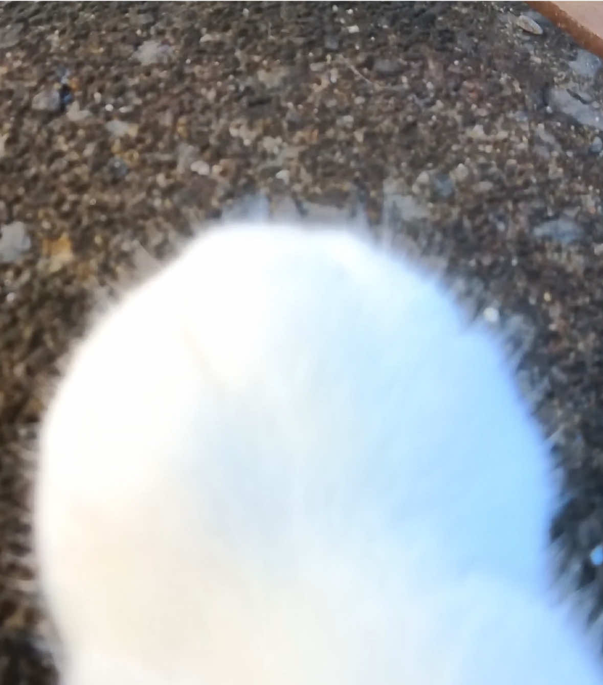 山竹大赏 #爱出门的登第一视角 #街溜登登 #猫 #萌宠 