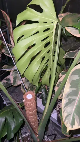 I love my greenhouse but I really miss my plants being outside 😩😩 #plantproblems #greenhouse #PlantTok #plantcollection #plantpeople 