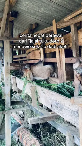 #juragankambing🐐 #fyp #masukberanda #peternakmuda #sobatngaret 