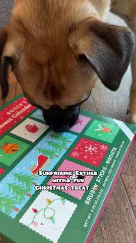 Getting Esther ready for the holidays 🎄 with these cute Bocce treats. Use my code FERNANDEZ15 for 15% off  #gifted, #boccesbakery