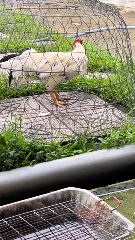 Ae tham khảo cục vàng của em nhen 😂#yeuthuongdongvat #xuhuong2024 