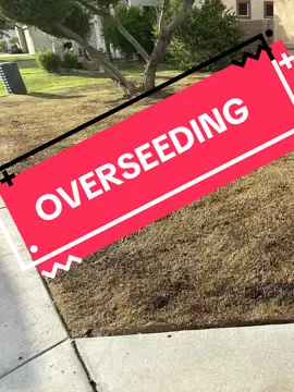 Perennial Rye Grass #fyp  #overseedinglawn #lawntok #greens #jmlandscaping 