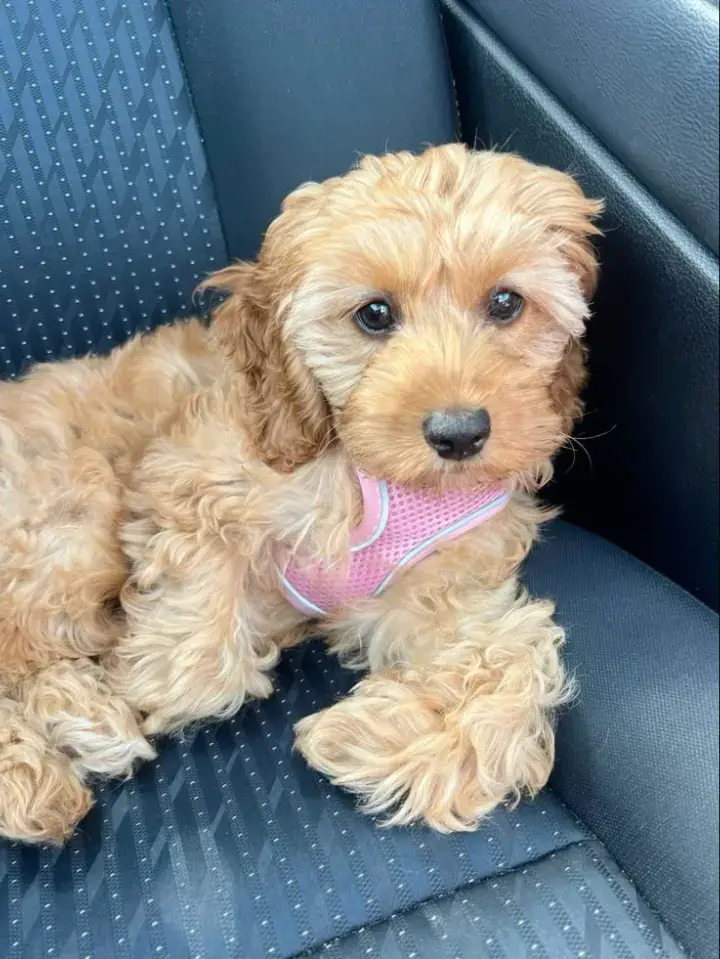 #ready for adoption?