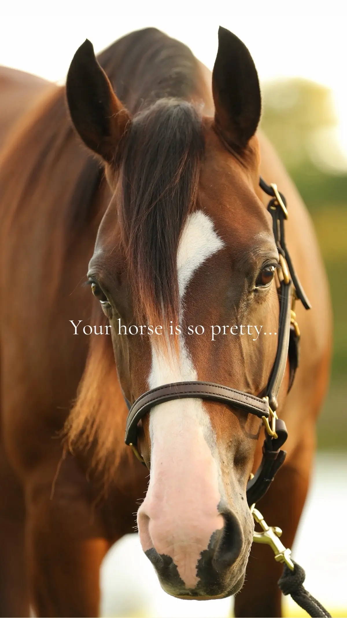 #fyp #eat #horse #horsegirl #horsesontiktok 