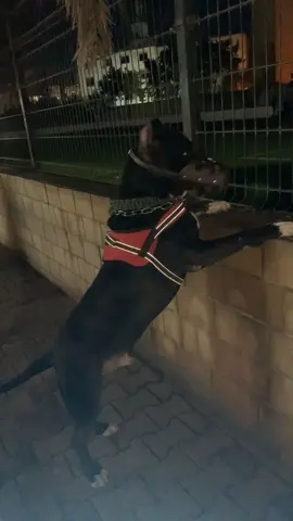 #fyp #foryou #كلاب_كيوت #كلاب_شرسة🐕💥 