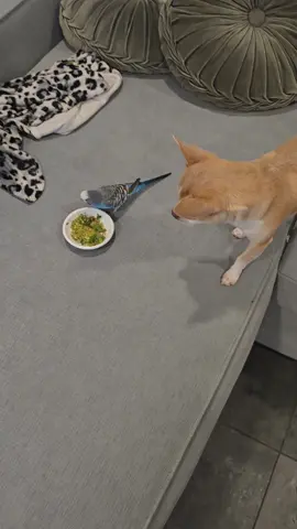 #viral #bird #dog #foryoupage #friends 