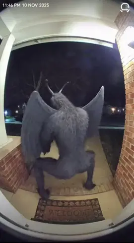moth man arrives at porch and throws it back #mothman #funny #viral #trending #foryoupage 