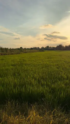 Bình Chánh sáng chill nè anh em 🤭 #chill #bìnhchánh 