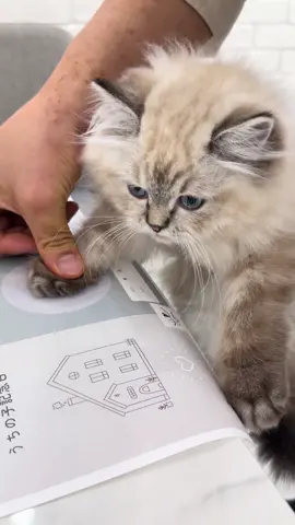 アクアがお家に来てくれた日💓 #猫 #ラグドール #ラグドール子猫 