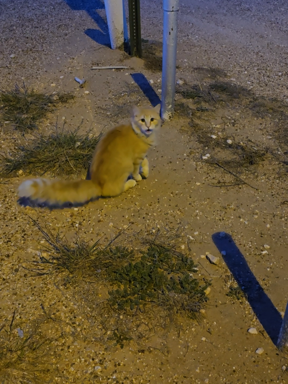 we found this guy, definitely has been injured at some point. could not get a whole lot closer than to scratch the noggin....#wild #stray #cat #injured #dobetter 