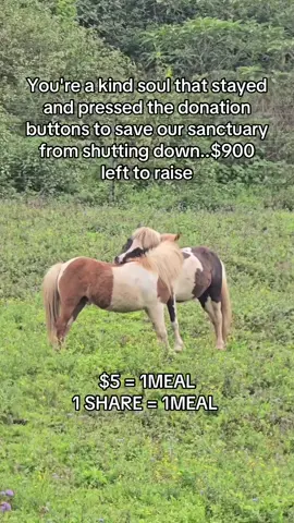 Every kind comment would mean a world to me #horses #sanctuary #horselovers #animalrescue #unitedstates 