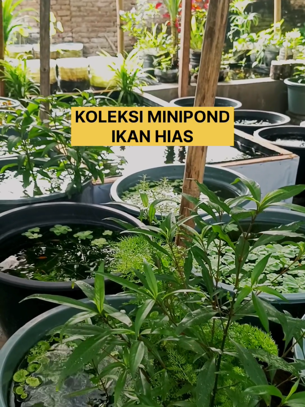 Koleksi Minipond Ikan Hias #minipond #aquascape #ikanmolly #ikanguppy #ikanplaty 