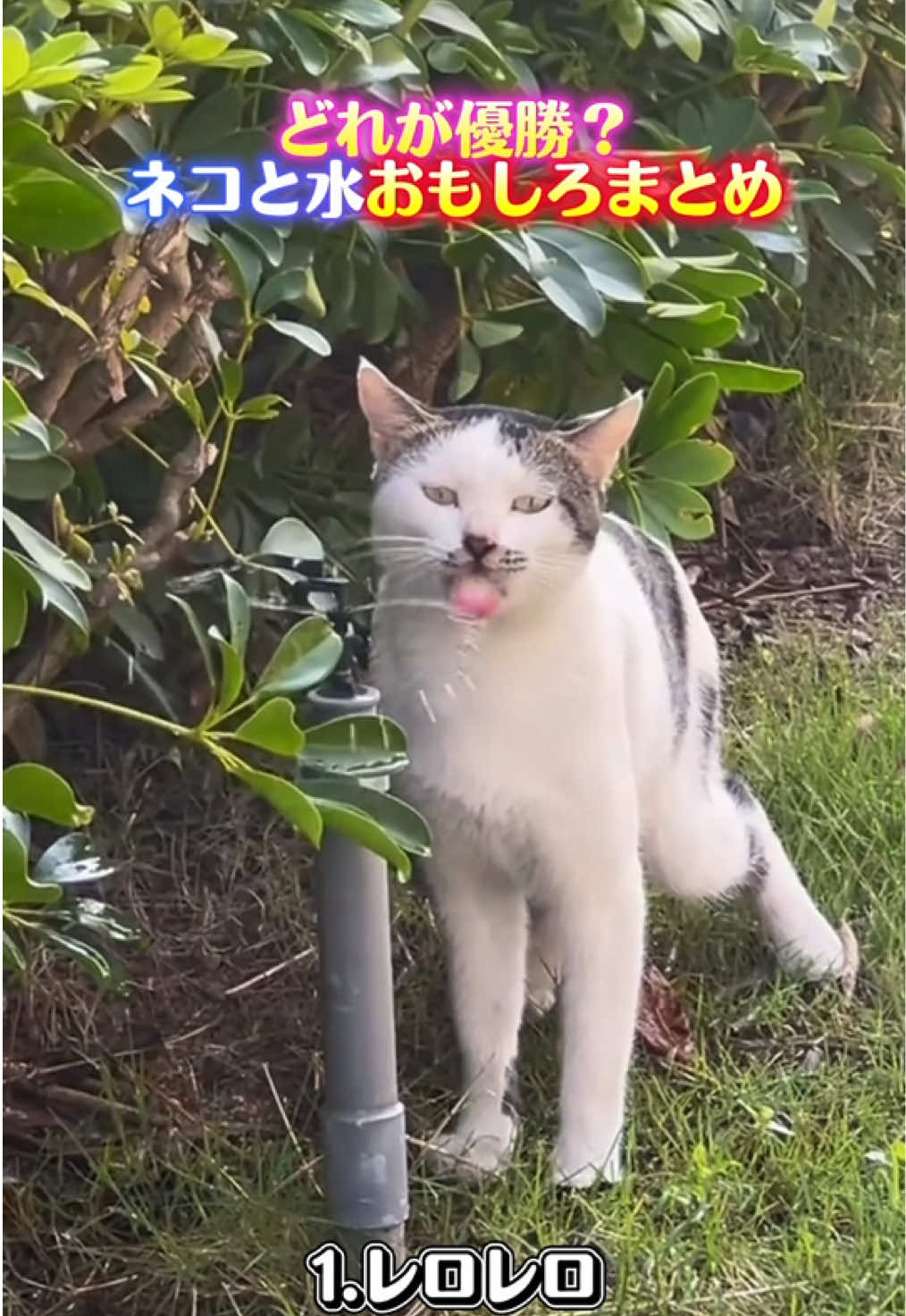 #おもしろ #おもしろ動画 #ねこ #猫のいる暮らし 