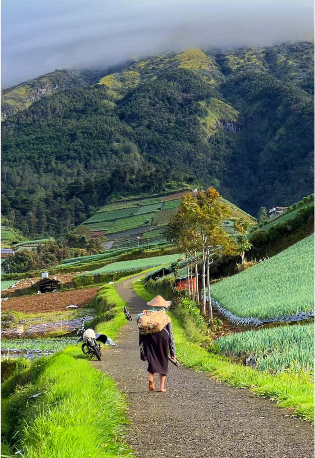 Good morning everyone 😍 #negerisayursukomakmur #magelang #fyp 