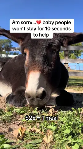 You’re a kind soul who pressed all buttons to help #usa #unitedstates #usadonkey🇺🇸 #donkeysoftiktok #donkeys 