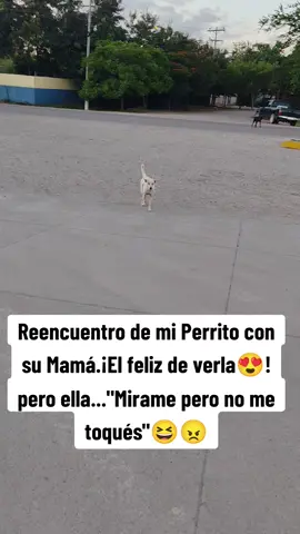 Mi Perrito se sintió mal porque su mami le despreció un cariñito.¡Mirame pero no me toqués...!