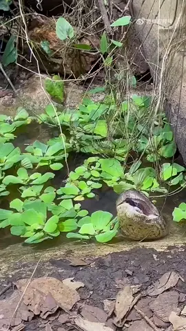 Ngáp một cái ta nói 🐌 cục nó nổi rần rần luôn 😨😨😨