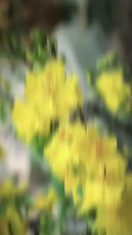 Nôn Tết lắm rồi🌼🌼🌼🌸🌸🌸🧧🧧#tet2026 #fyp #tet #xuhuong #tetbinhngo2026🧧🎆🧨 