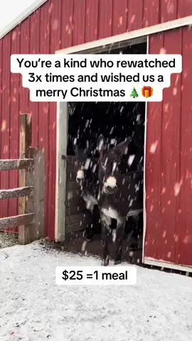 Your help is our hope #usa #unitedstates #usadonkey🇺🇸 #christmas #donkeysoftiktok 