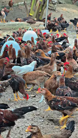 Peternakan ayam kampung Asli 🐓🐓🐓 #peternakan  #ayamkampung  #fyp  #umkm 