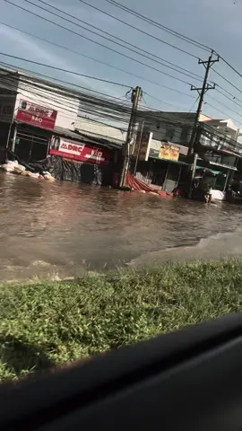 #tamtrang #dauchancuakelangthang #🐬🌻🐹 