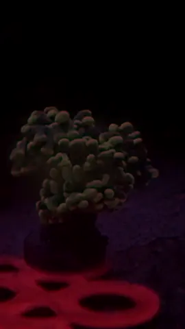 I just love the new additions! Added a green clown goby, a krypto candy cane, a splatter hammer and a rainbow ricordia! #saltwateraquarium #reeftok 