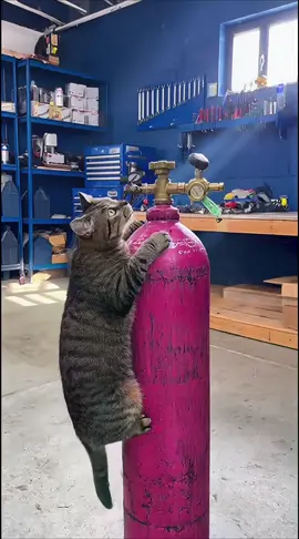 Jangan pernah lepaskan perhatian kalian pada si kecil 😭 #kucingputihbloon🗿 #kucinglucu #kucingoren #kucingtiktok #kucinggemoy 