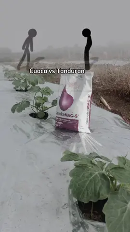 sulosi musim hujan bolo ,cesss tenan👇#meroketetapjaya #foliar #npkmutiara #petanisemangka🍉🍉 #petanisemangkalampung 