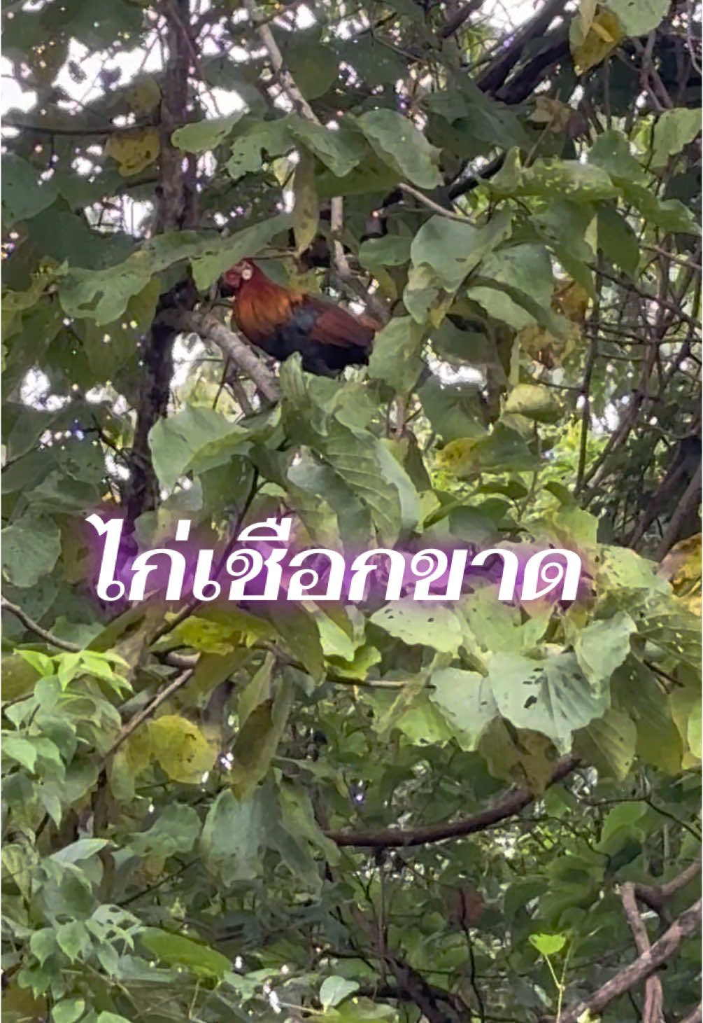 ไก่หลุด#ต่อไก่ป่า🐓🐓 #ไก่ป่าแท้ไก่ป่าสวยๆ🐓⛅ 