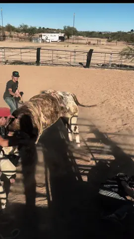 Sunday Funday Bull Backin #whateverittakes #godisalwaysgood #arizona #fyp #rodeo 