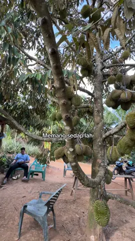 Montong #fyppppppppppppppppppppppp #rohul #durian #montong 