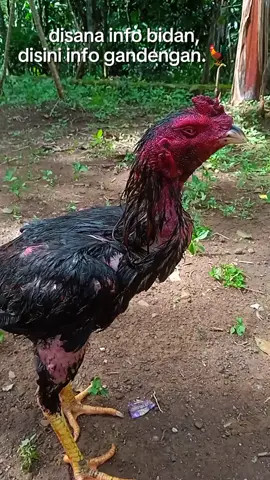 ternyata bener kata orang²  ayam jenis jahat 🥵 #mangon#ayamtampar