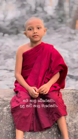 #TeenageDirtbag #CapCut #youtube #instagram දළ කඩි කාල මැරෙනවා