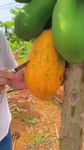 OMG (1 minute) Amazing 😱  #asmr #fruit #relaxing #fruits 
